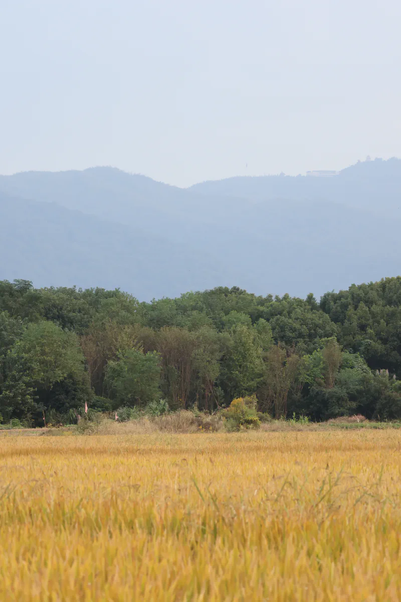 wufeng-island-autumn.jpg