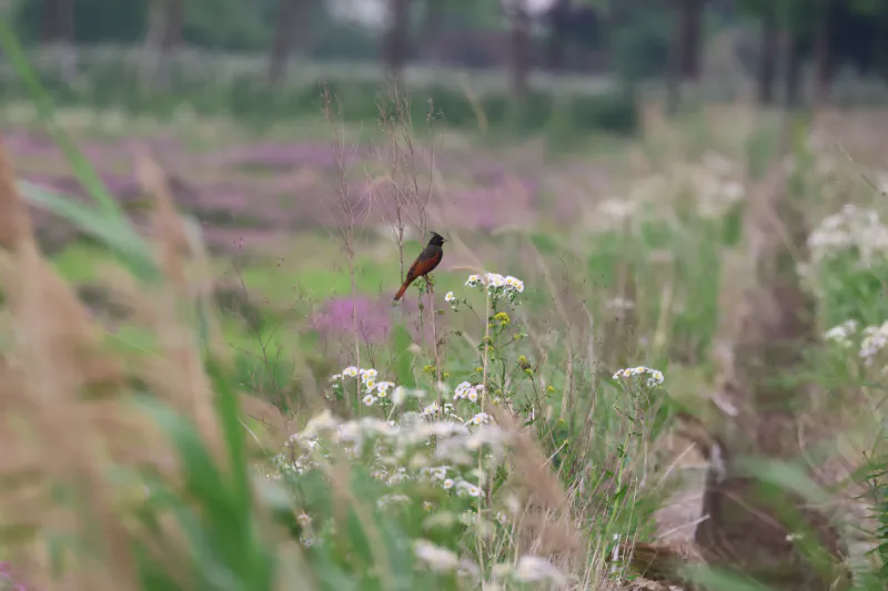 yangcun-crested-bunting.jpg